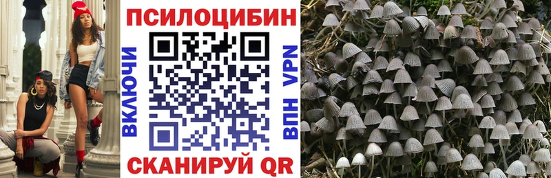 дарнет шоп  Карпинск  Псилоцибиновые грибы Psilocybe 